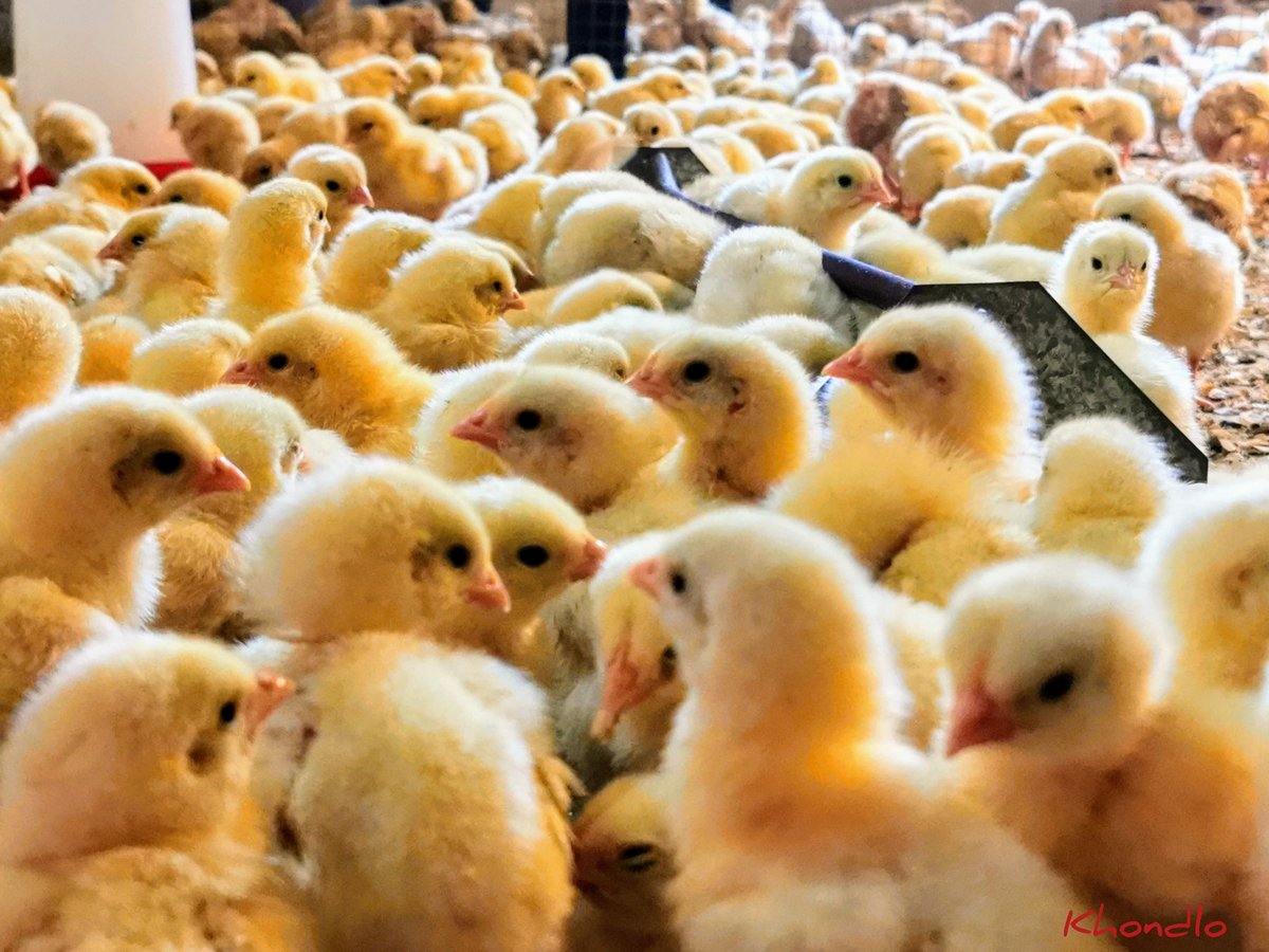ydb_ZN's tweet photo. Even If I Tried To Explain You Wouldn't Understand The Feeling. This is beyond LOVE.

#TheCultureOfFarming #Farming #Agriculture #Business #Passion #YoungFarmer https://t.co/BMOCPaG25h
