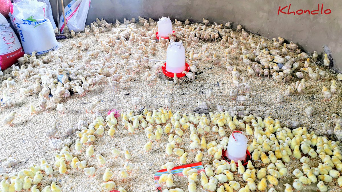 ydb_ZN's tweet photo. Even If I Tried To Explain You Wouldn't Understand The Feeling. This is beyond LOVE.

#TheCultureOfFarming #Farming #Agriculture #Business #Passion #YoungFarmer https://t.co/BMOCPaG25h
