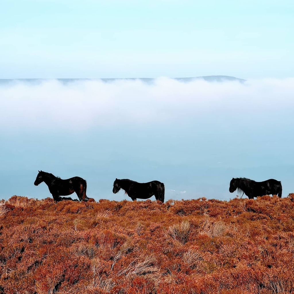 bykris's tweet photo. Ponies above the clouds on Jeffrey Hill today. Lovely to get out in the sun 🌞 #lockdownwalks https://t.co/bUL856M3xZ https://t.co/X0za3g3Wub