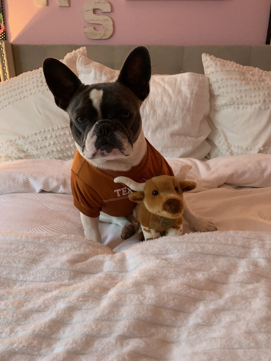#hookem #texasfight #beatwestvirginia  #wearetexas #bevo #bevothefrenchie