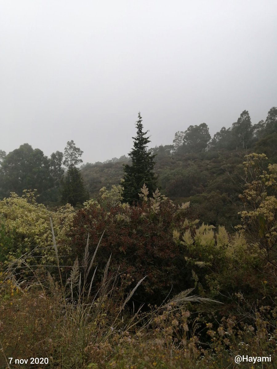 deyani0715's tweet photo. 🤪⛰️🏃🏻‍♀️⛰️🏃🏻‍♀️⛰️🏃🏻‍♀️⛰️🤪
¡¡¡Excelente Sábado!!! 😉
#YoElegiCorrer #CorreLibre #MountainRunning #TrailRunning #LoveRunSmile https://t.co/zXBhofVUtZ
