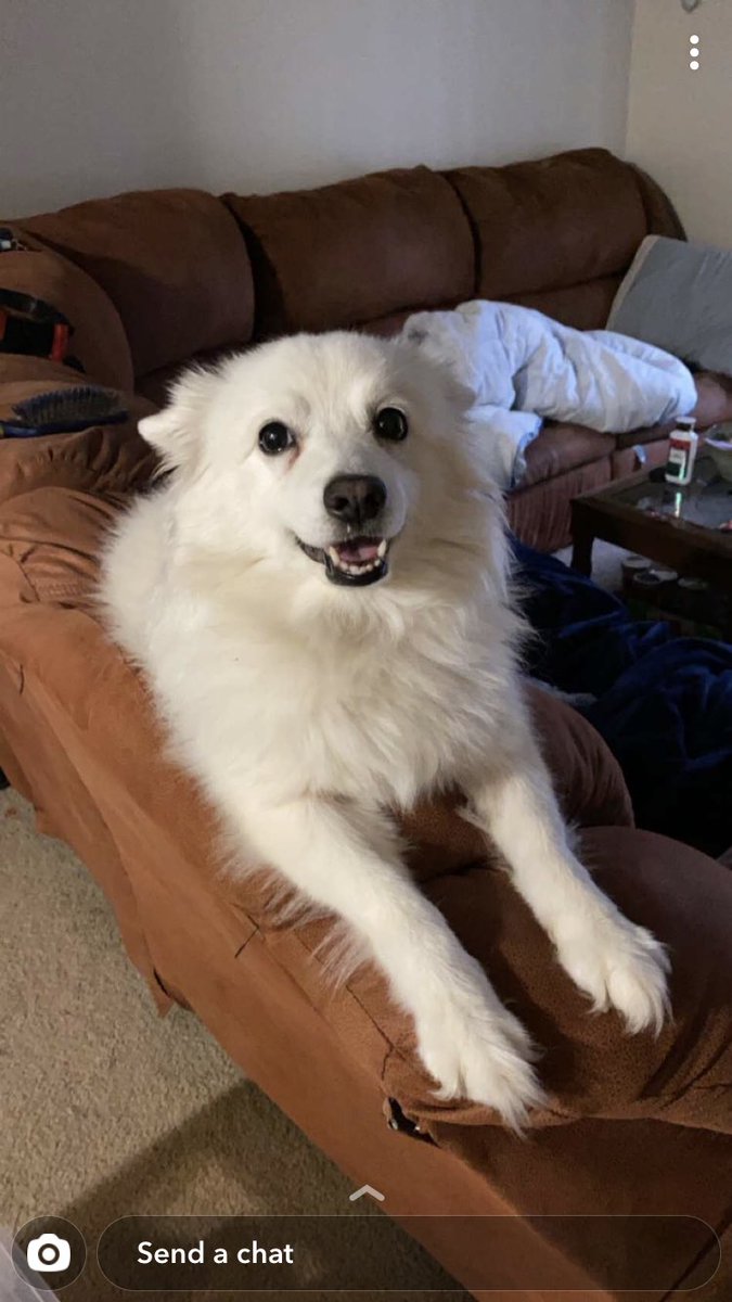 Adoobadoo's tweet photo. @jacksfilms #fixpix I need you to make my dog look more like Klondike https://t.co/G5V2weKbNJ