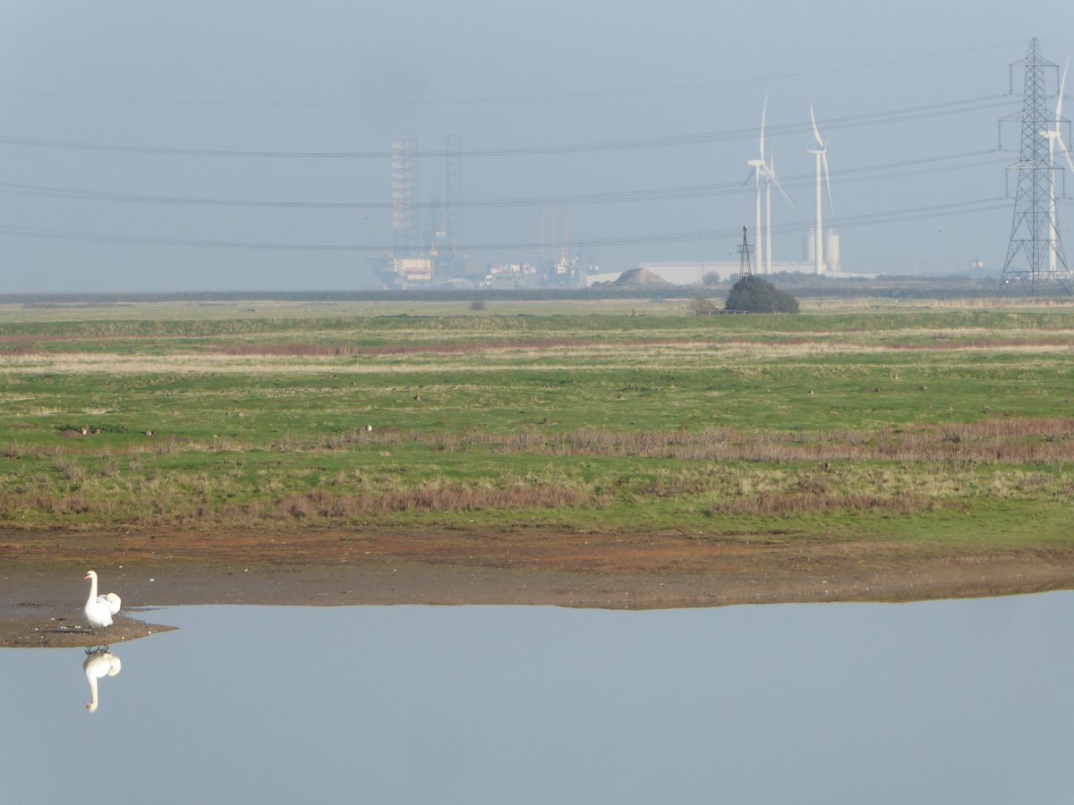 There's an obvious echo of  @RobGMacfarlane's explorations of the peri-industrial Essex coast and countryside on the opposite shore of the Thames estuary, because the marshlands and wildlife are backgrounded by the heavy industry of the hulking, maligned isles of Grain and Sheppey