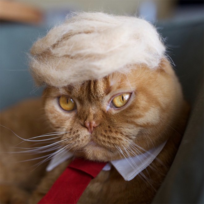 mistigron's tweet photo. I WON THIS ELECTION, BY A LOT! https://t.co/wDAdWn6mb7