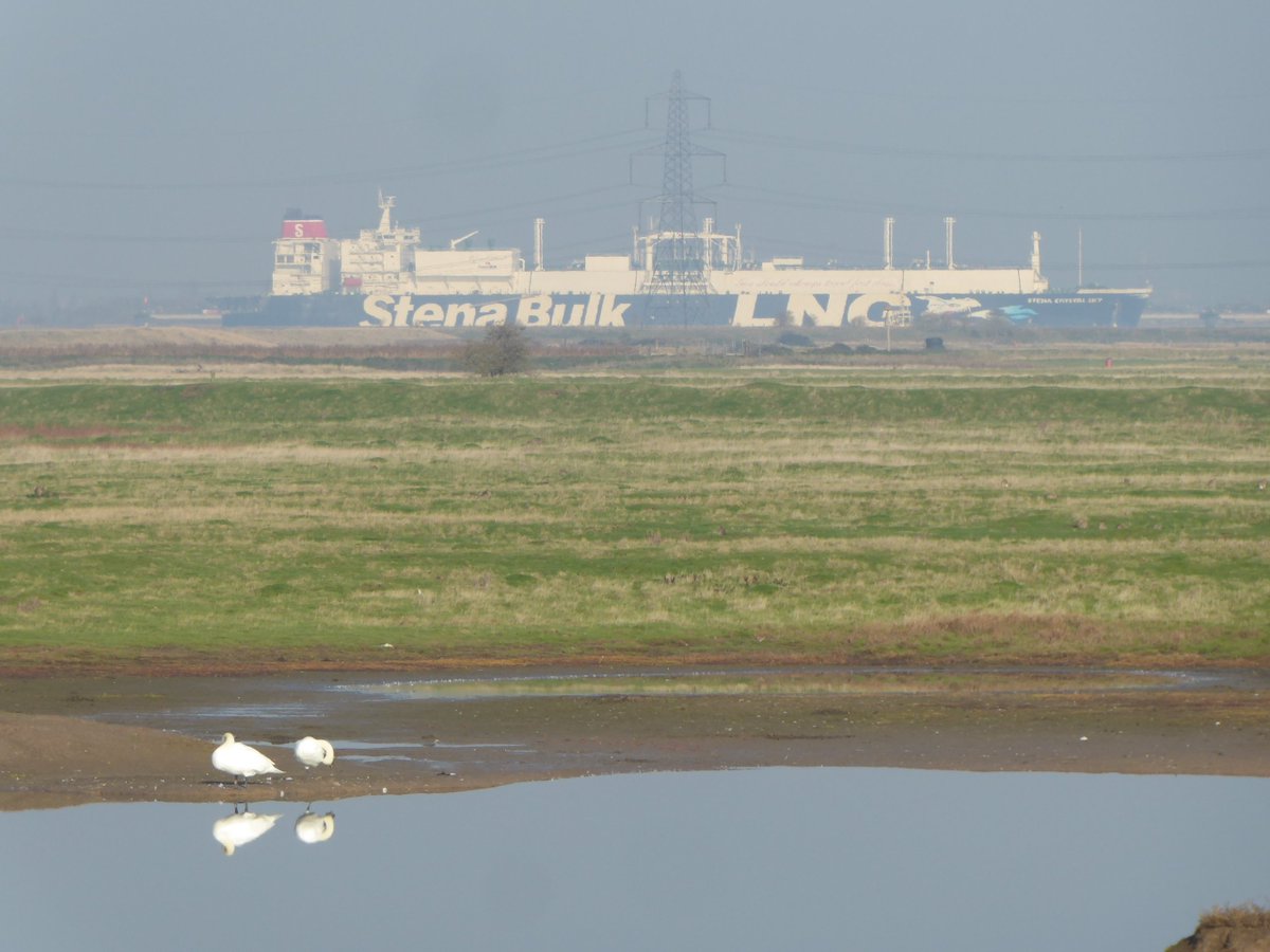 There's an obvious echo of  @RobGMacfarlane's explorations of the peri-industrial Essex coast and countryside on the opposite shore of the Thames estuary, because the marshlands and wildlife are backgrounded by the heavy industry of the hulking, maligned isles of Grain and Sheppey