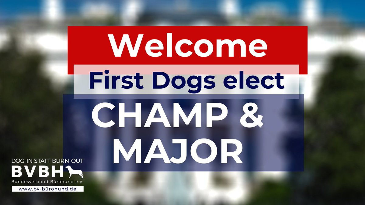 Endlich wieder Hunde im Weißen Haus. 

Hallo Champ und Major🙂

#Bürohund 

#JoeBiden #PresidentElectJoe #PresidentBiden2020 #uswahl2020 #USAelection2020 #bidenharis2020