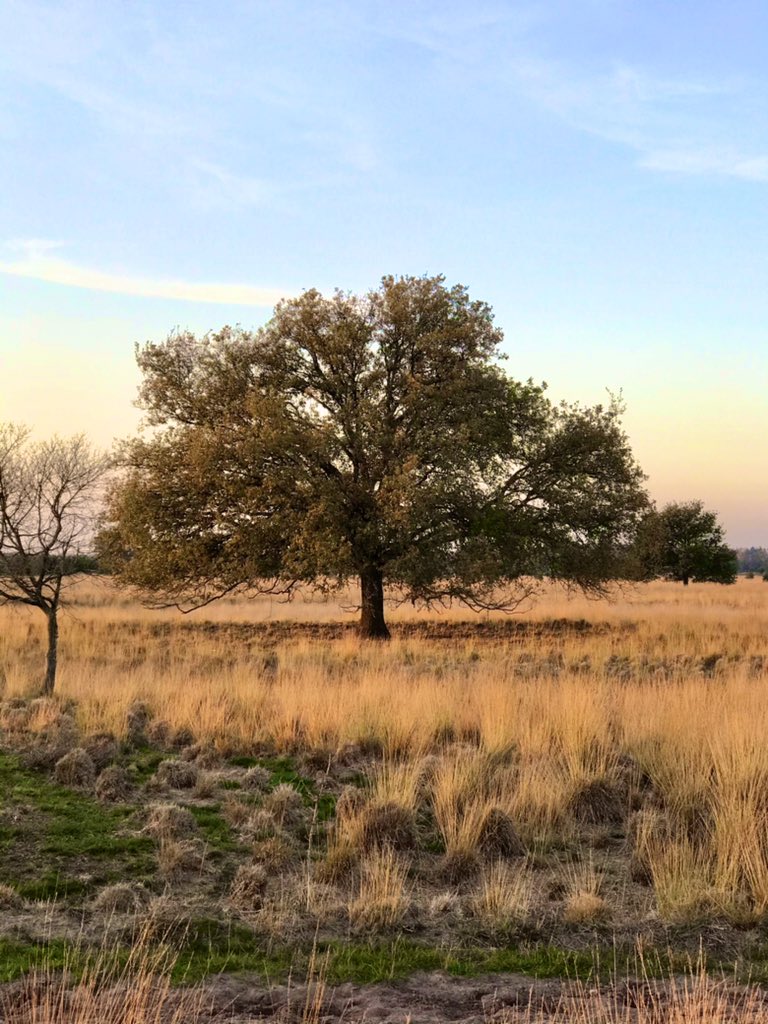 marielle_paul's tweet photo. Daily walk in the beautiful surroundings where I grew up. I love ‘my’ Amsterdam, but this is lovely too! #dailywalk #brabant #dusk #workhardwalkharder #heeze #parelvanbrabant #socialdistancing #nature #autumn #autumnvibes https://t.co/Jr3N6Odsis