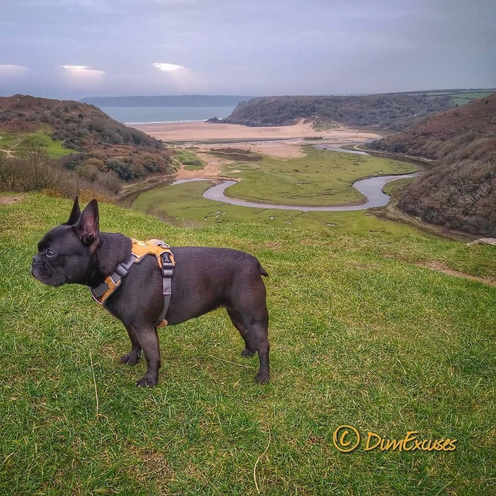 DimExcuses's tweet photo. Molly stood in the right place for once. #ThreeCiffsBay #Gower #frenchie #frenchbulldog #frenchton #bostonterrier https://t.co/EbSkJI8rfL https://t.co/H4vczsLTXk