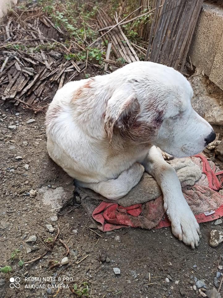 OMBuscandoKaren's tweet photo. 🆘🆘 CERCA #Salobreña #Granada MAXIMA DIFUSIÓN AYUDA URGENTÍSIMA 🙏🏻🆘🆘  ESTÁ HERIDO😭 Le han atacado otros perros 😭 y no se defiende
Necesita ayuda de una asociación que vaya por él. Contacto 686172434 https://t.co/i0Itl8L7Wc @AAmigosAnimales @ChuchosGranada @AnimalNevada