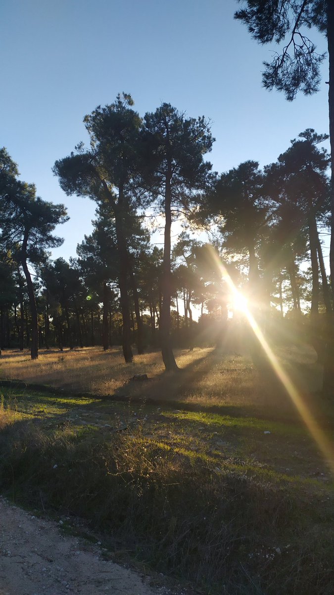 CrisdeLu's tweet photo. Día de #pinar. Por la mañana en busca de #níscalos y por la tarde #paseíto rico. Además con buenas noticias...están rehabilitando los #casetones 🤩🤩 https://t.co/c1qaUYO75w