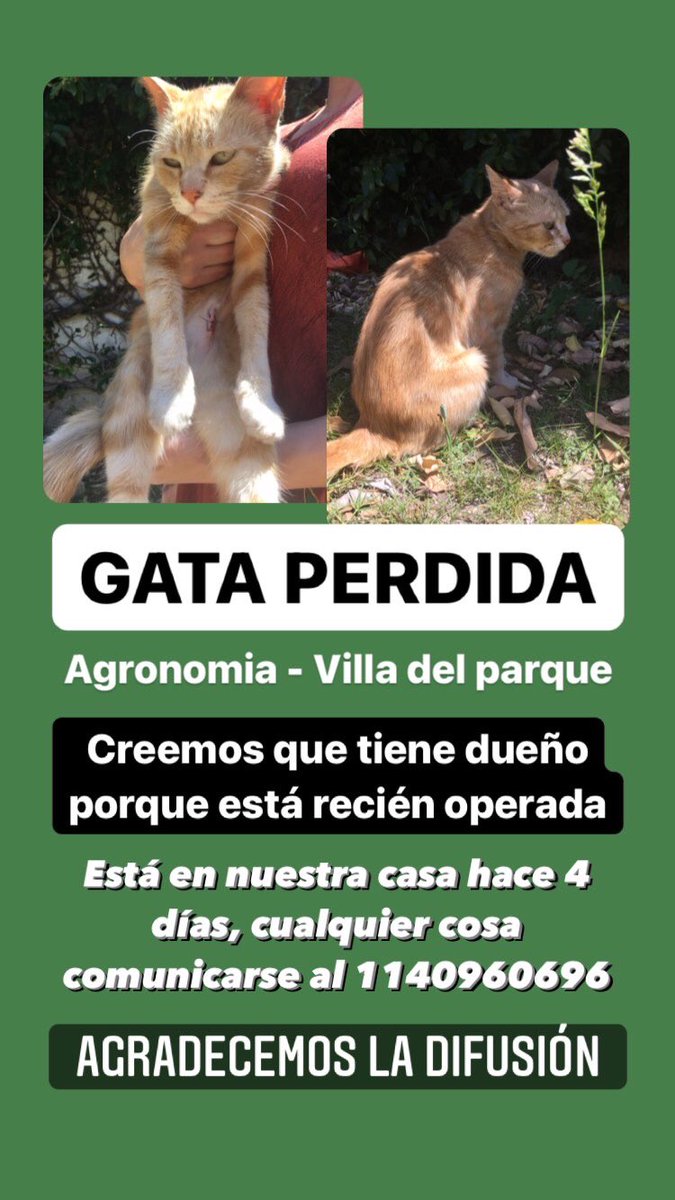 damenbianca_'s tweet photo. AGRONOMÍA - VILLA DEL PARQUE

Apareció esta gata en nuestro patio y está con nosotros hace cuatro días, creemos que no sabe volver a su casa. Está recién operada, buscamos al dueño. SE AGRADECE DIFUSIÓN!! https://t.co/eKHHJwd9eO