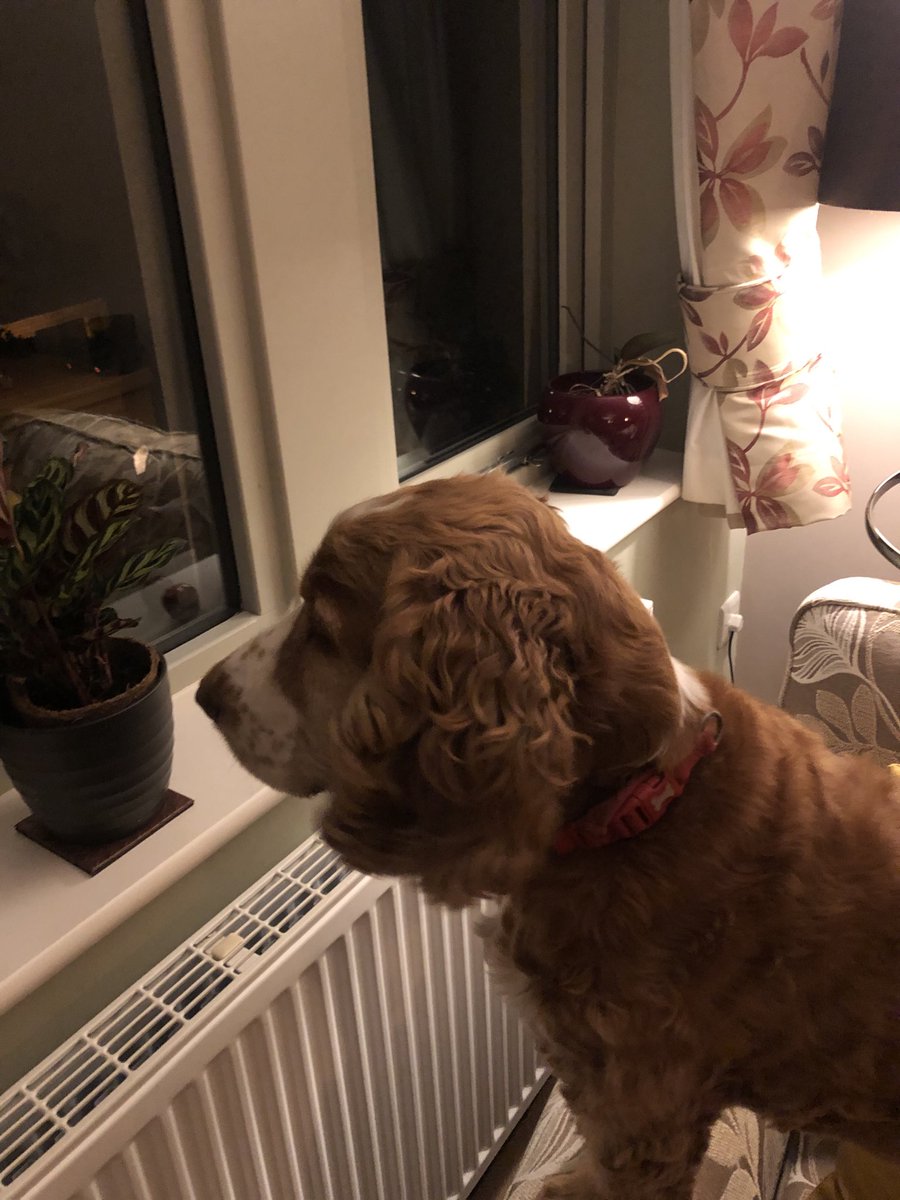 walking_reader's tweet photo. Crazy dog loves watching the fireworks. Typical gun dog. We both enjoy the view from up in this hill #freefireworkdisplay https://t.co/6oSvv8Vnlo