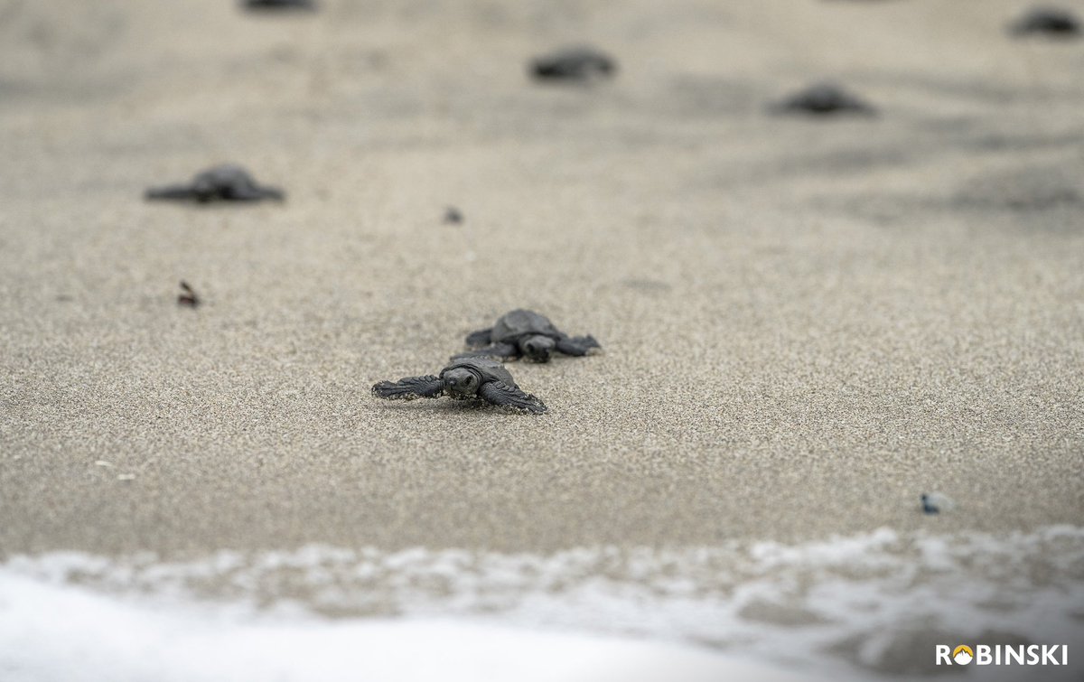 Robinski__'s tweet photo. Ver tortugas nacer debería ser requisito para ser un humano decente. 

Estas pequeñas las vengo persiguiendo y esperando hace varios días, al parecer han metido maquinaria a la arena y se ha asentado por las vibraciones, impidiendo que salgan con facilidad, pero aquí están. 🐢 https://t.co/Dcjx6E6HWL