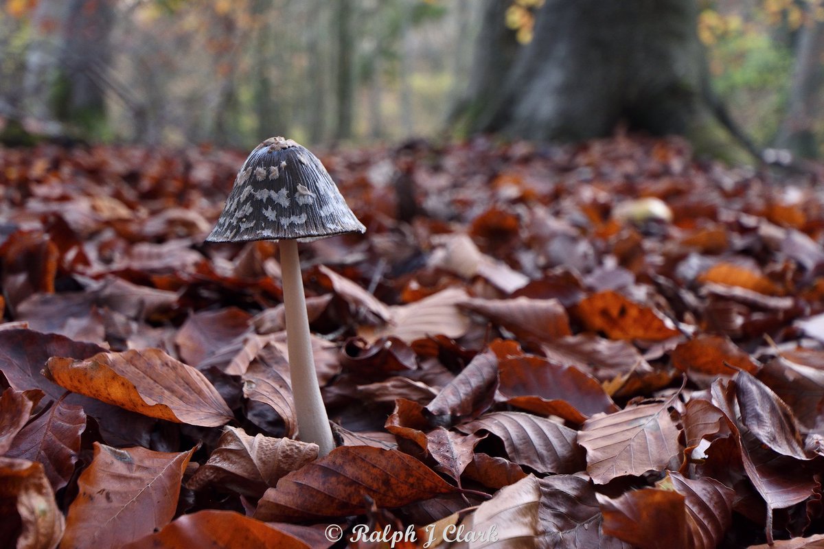 A Magpie Inkcap standing proud amongst the Beech leaves in a Surrey woodland. <a href="/BBCSpringwatch/">BBC Springwatch</a> <a href="/surreybic/">SBIC</a>