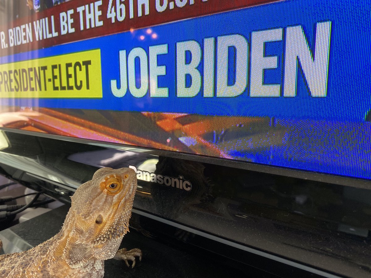 petesdragon2020's tweet photo. Some people wonder if reptiles feel joy. I can assure you they do! #TeamPete #BidenHarris2020 #FirstGoodDay2020 https://t.co/BjMyoK7mPY