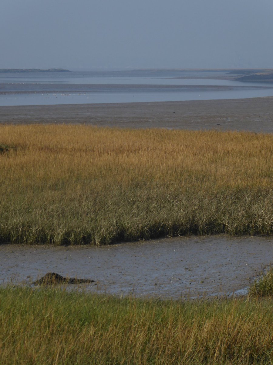 This low, flat place is deceptive - up close it's revealed to be unsimple, a layered and infinite landscape, riddled with niches, boltholes, havens, expanses, cover & sightlines, larders, corridors dry and wet - wildlife diversity and abundance loves and needs these complexities.