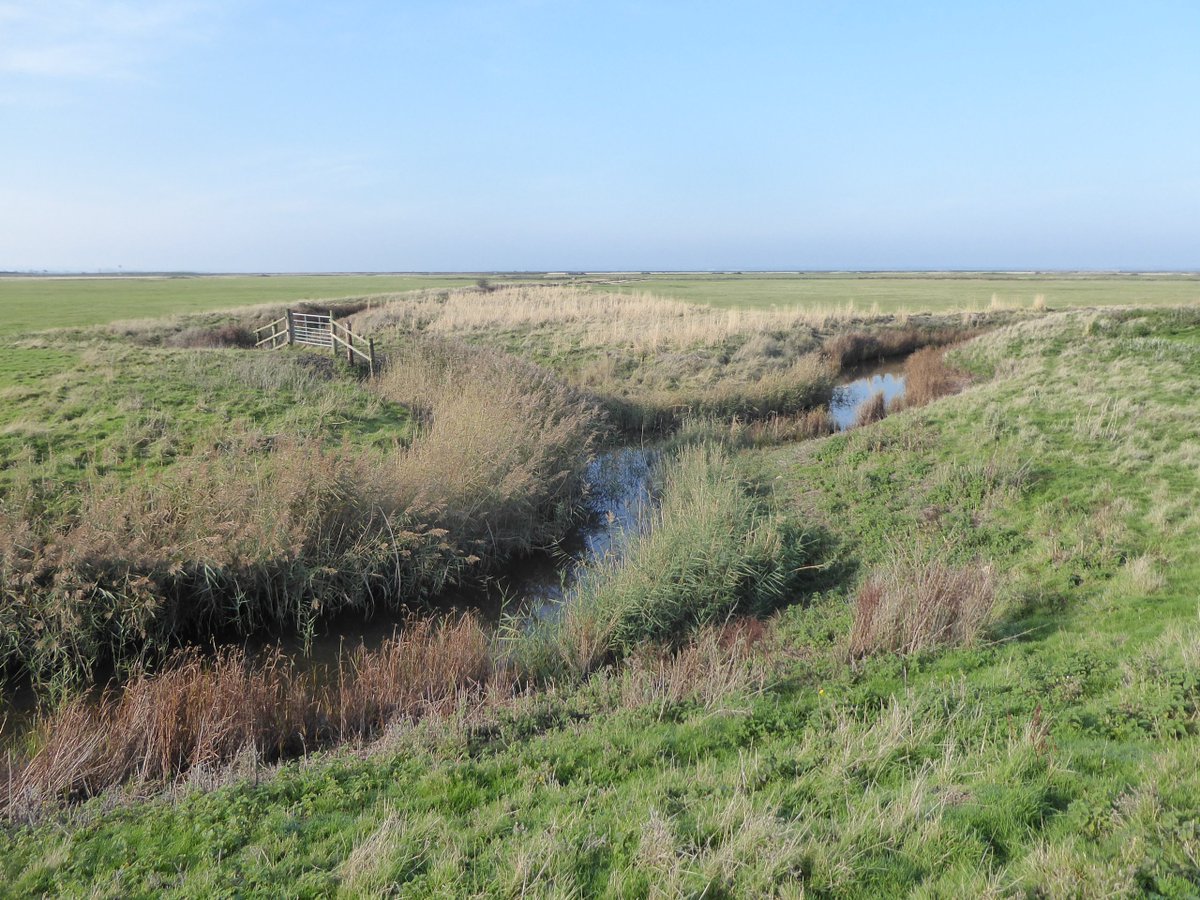 This low, flat place is deceptive - up close it's revealed to be unsimple, a layered and infinite landscape, riddled with niches, boltholes, havens, expanses, cover & sightlines, larders, corridors dry and wet - wildlife diversity and abundance loves and needs these complexities.