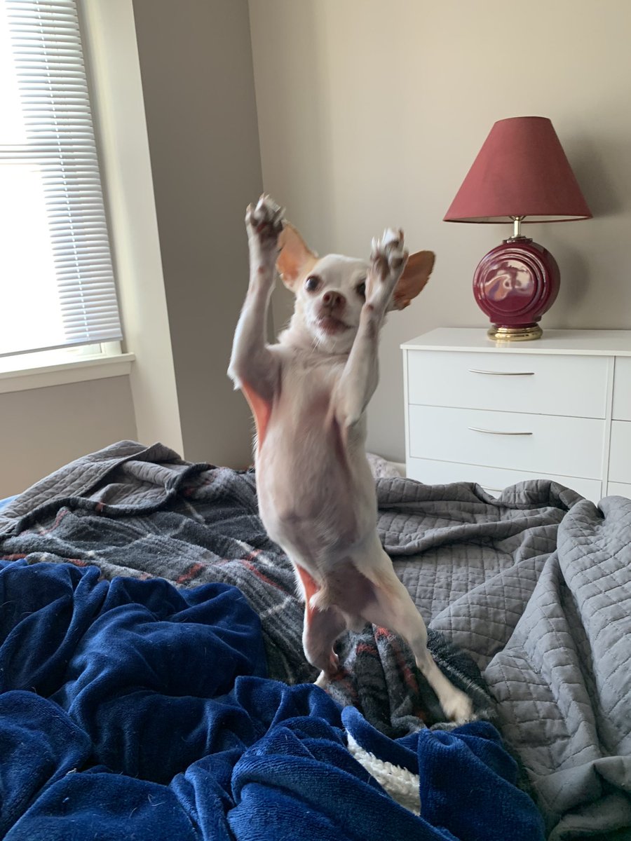 barry_tonoff's tweet photo. @JoeBiden and @KamalaHarris win!! Clancy the chihuahua approves. #Election2020 https://t.co/dhtMonFq2R