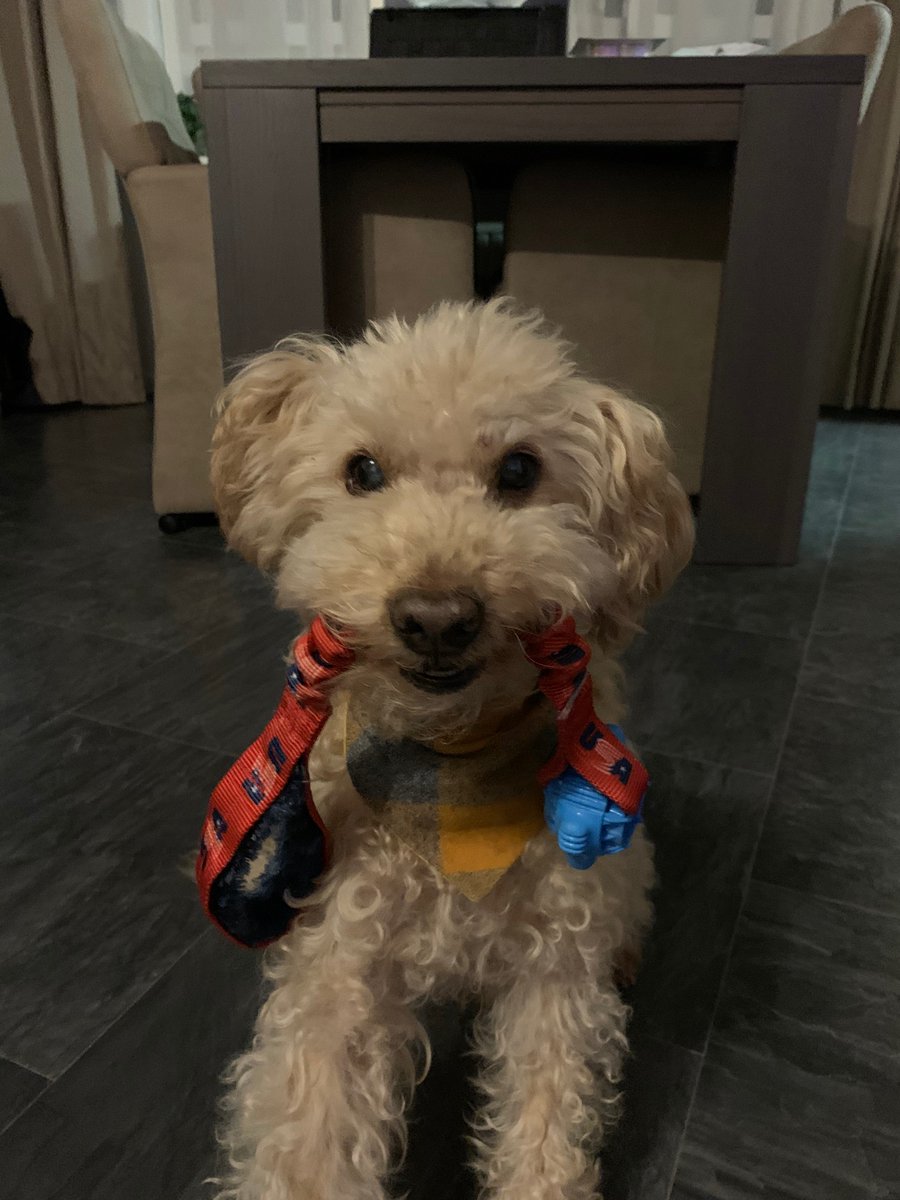 AMuttyAdventure's tweet photo. HE WON 🎉
Celebrating with Binky’s USA toy #Biden2020 #BidenHarris2020 https://t.co/hGozi2BA23