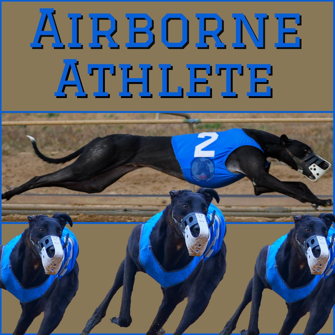 RealGreyhound's tweet image. The choice to run and chase is theirs. The choice to understand and appreciate their happiness at doing so is yours.
Dogs tell you what they want to do. All you have to do is pay attention. 
#LetThemRun