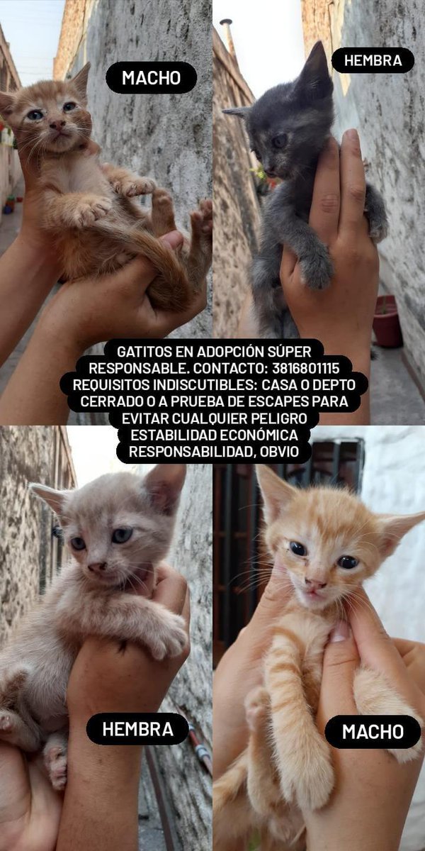 BelenGuzman69's tweet photo. GRACIAS simplemente por ayudarme a difundir. Sólo me quedan 5 bebés! Es el último tramo de esta camada y aún me quedan 5 por rescatar del mismo lugar. https://t.co/R7vUSSSq74