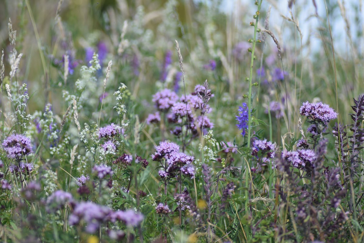 LeifBersweden's tweet photo. If you want some wildflower related positivity this weekend then have a look at the #wildflowerhour hashtag and @wildflower_hour account. It’s full of really lovely people posting nice photos of plants! https://t.co/7aQGlPh8hA