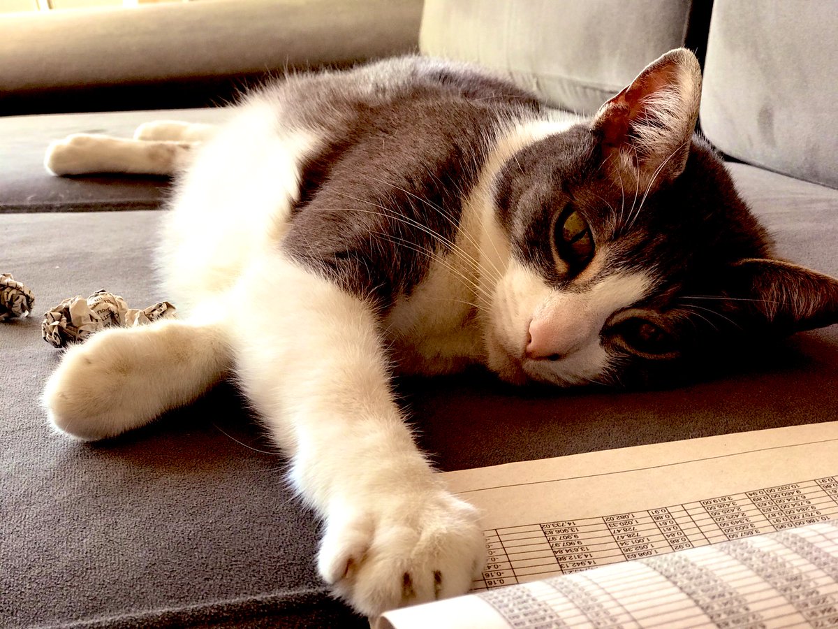 josifernandez's tweet photo. #saturday #Relax #weekend 🐈 🥰 #Mascotas #petlovers https://t.co/sNQekpO7nO