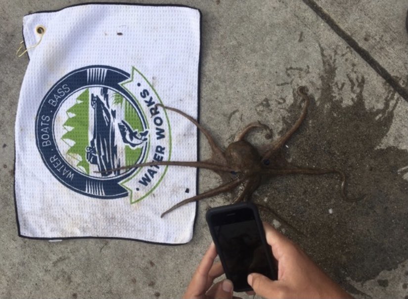 Tough conditions today! #fishingcalifornia #socalsurffishing #fishingjigs #fishingdaily #fishinglifestyle #outdoorstuff #fishermanslife #fishstories #fishlife #califishing #fishhard #bassfishingnation #bassfishin #lurecasting #fishinglure #lurefishingclub #beachfishing #fishpros