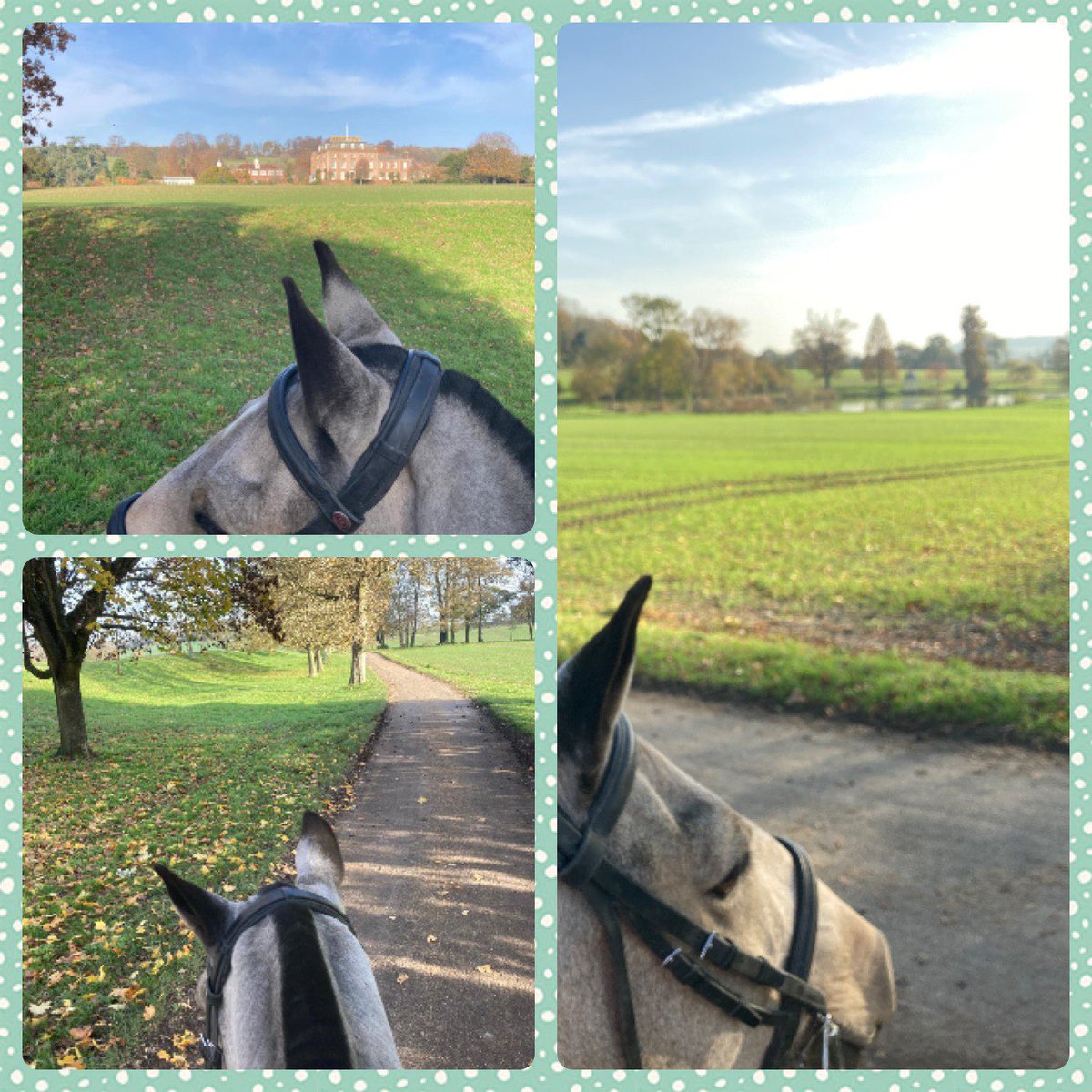 SideSaddleRider's tweet photo. Making the most of my ⁦@stclere⁩ permit on this glorious winter’s afternoon. So thankful to be able to get out on my handsome pony and enjoy the wonderful Kent countryside during #Lockdown2 #horse https://t.co/2pSgNu4HtM