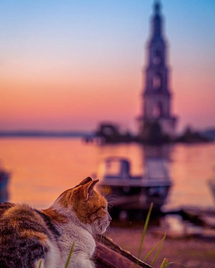 russiabeyond's tweet photo. On #Caturday, good night from Kalyazin!

During the #Soviet era, part of #Kalyazin was flooded with the creation of the Uglichskoe Reservoir which also saw the destruction of the city's famous Troitsky Makariev Monastery ⛪️ https://t.co/hlff91ttBf