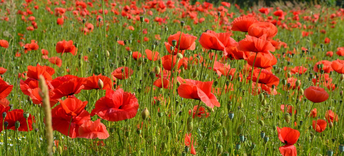 ChorleyCouncil's tweet photo. Visit our Facebook page tomorrow at 10.32am to watch our online service of remembrance for #RemembranceSunday 

Go to: https://t.co/88JtzcwwnJ

Support @PoppyLegion by donating here: https://t.co/aKmdcMLZ5R

#LestWeForget  #WeWillRememberThem   #RemembranceDay 

@StuartAClewlow https://t.co/3JNlT3INaG