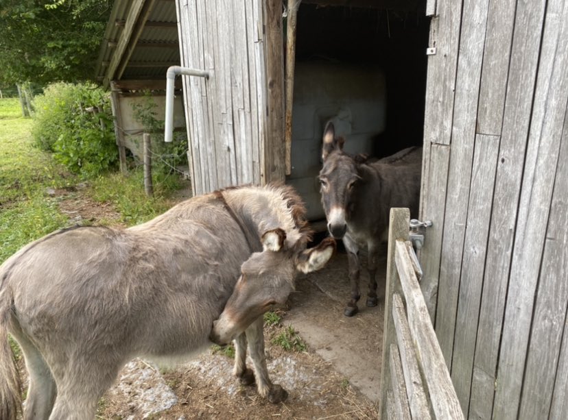 FrancisBenoitku's tweet photo. Congratulations @JoeBiden  from the Donkey town #Kuurne #Ezelgem #Belgium IA in amore ! @TheDemCoalition  @TheDemocrats  Your symbol is a Donkey ! We in @GemeenteKuurne are Proud to be #donkeys @Bram_VDP @StaelensNic @Coopman_Bart @BeneCoussement @EzelsordeKuurne https://t.co/7ORn6VEdwk