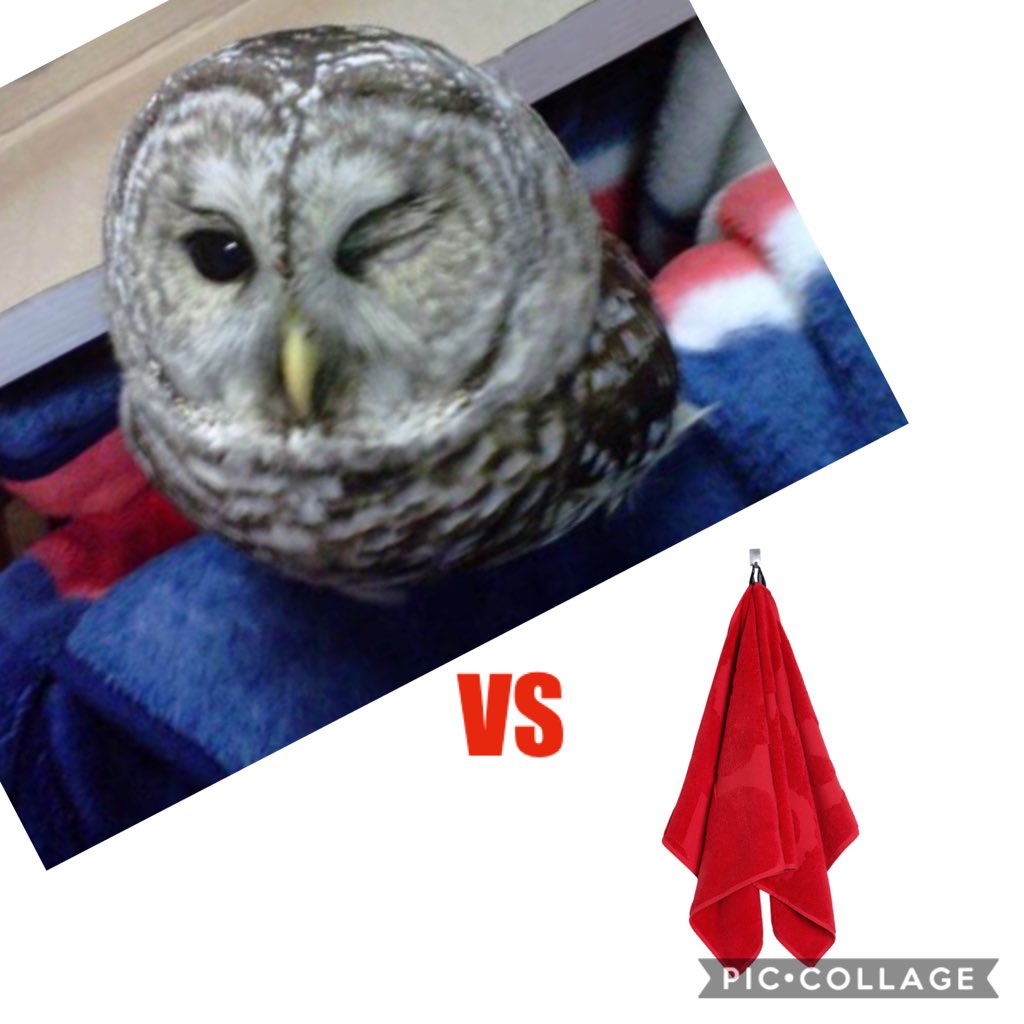 BurrowVoice's tweet photo. GAMEDAY!!! @FAUFootball vs WKU ...6pm Kickoff from #FAUStadium #Giveahoot https://t.co/syg2M0cVA7