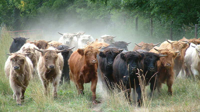 AnarchyCoo's tweet photo. MUU. REVOLUTION STARTS WITH DISILLUSION! HAMBAAAA. https://t.co/b9veMBVaTw