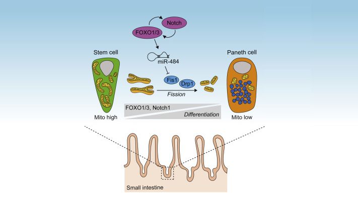 Intestinal_Cell's tweet photo. New in @Cell_Metabolism | Mitochondria define #IntestinalStemCell differentiation downstream of a FOXO/Notch Axis. https://t.co/fnkYX5Xhzq

Congratulations 🎆  to @MariaRodrColman, @mcludikhuize, @Maaikemrl, @MadelonMaurice and colleagues! https://t.co/m4D6dAhda5