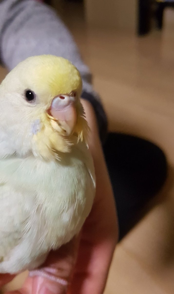 우리 아가, 새깽이
원래 이름은 있었지만 계속 아기로 부르다보니까 이름이 아기가 되었다 10살 20살이 되도 언니한텐 아기새지?🐣