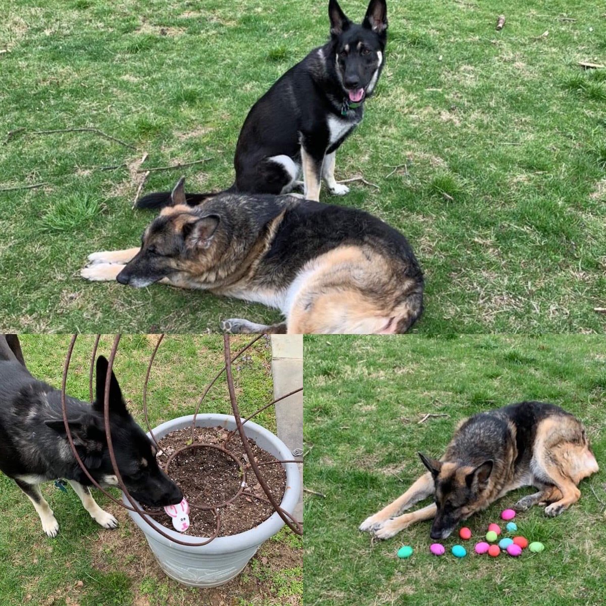 TheMrKinsey's tweet photo. Lost in all of this news, is that there will be dogs in the White House again. Congratulations to Champ and Major. I hope they continue to be good boys in our nation’s capital. https://t.co/CHCfkW4Cjj