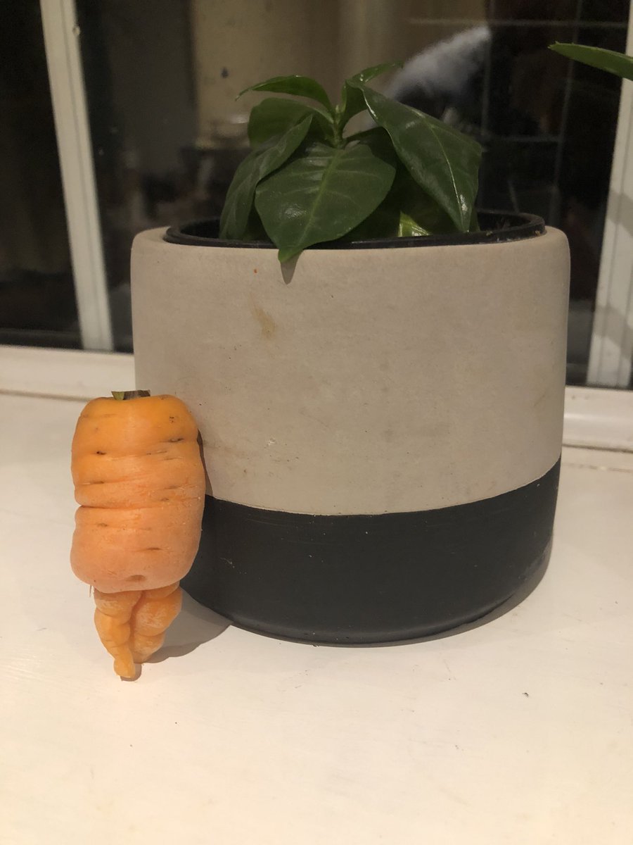 The next Kevin the carrot <a href="/AldiUK/">Aldi Stores UK</a> ?!