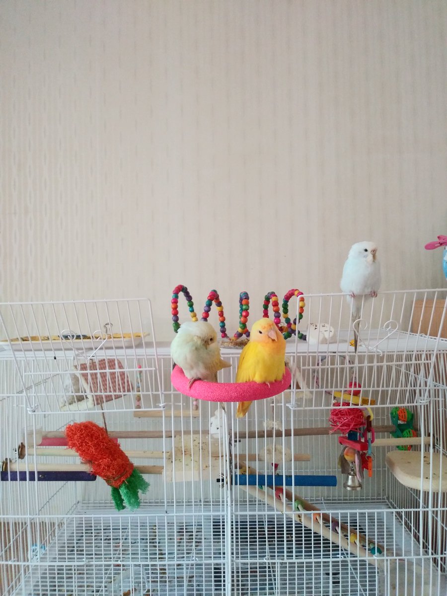 아가시절 세자매 🐣
지금은 다 커서 각방쓰지만 그립다 
함께있을때 귀여움 3의3승배..
근데 우리 솜솜이는 아싸야?
왜맨날 고고하게 혼자있어 😅