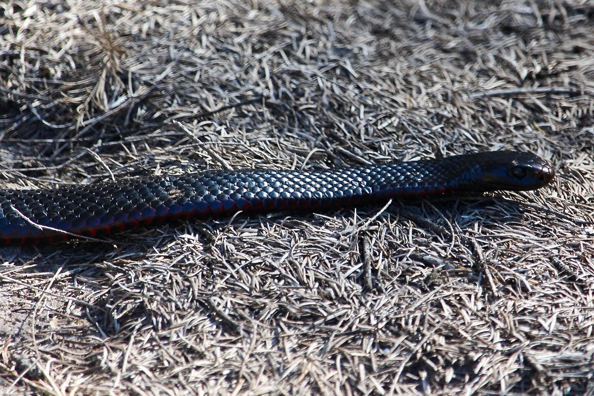 RossMannell's tweet photo. November 6 - Bournda NP - With warming weather, I wondered when I would be able to photograph a snake. I keep watch for safety and on this day I found one. It was a 1 metre long Pseudechis porphyriacus (red-bellied black snake). https://t.co/MtW5J99zGr