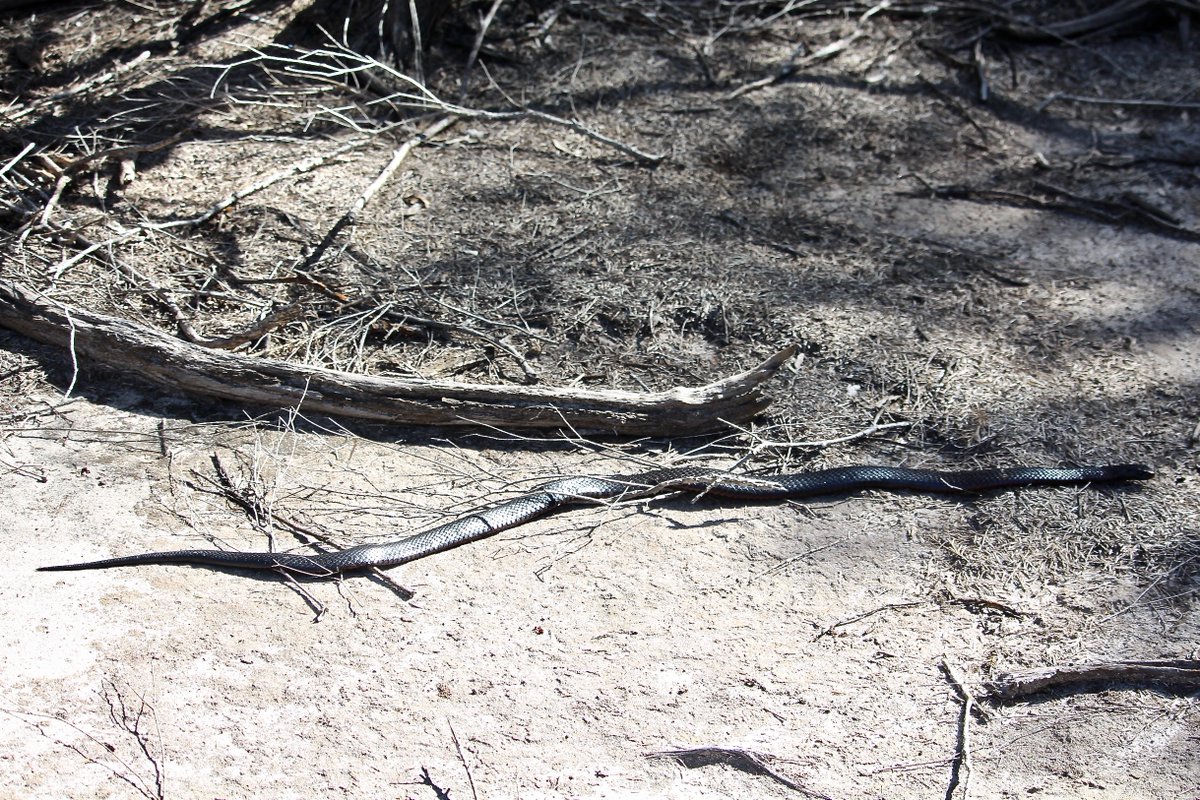 RossMannell's tweet photo. November 6 - Bournda NP - With warming weather, I wondered when I would be able to photograph a snake. I keep watch for safety and on this day I found one. It was a 1 metre long Pseudechis porphyriacus (red-bellied black snake). https://t.co/MtW5J99zGr