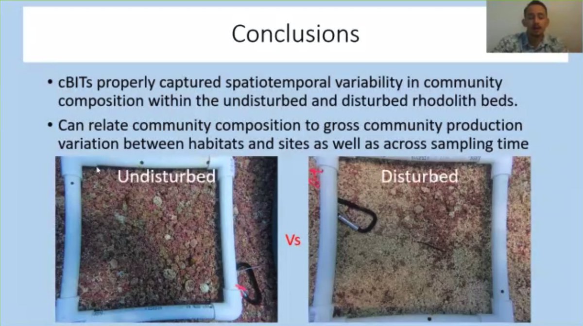 Great presentation by Darrin Ambat #WSN2020 on how boat mooring chains at Catalina Island reduce coralline algal rhodolith cover, alter community composition, and change productivity <a href="/SDSU/">San Diego State University</a> @SDSU_CMIL