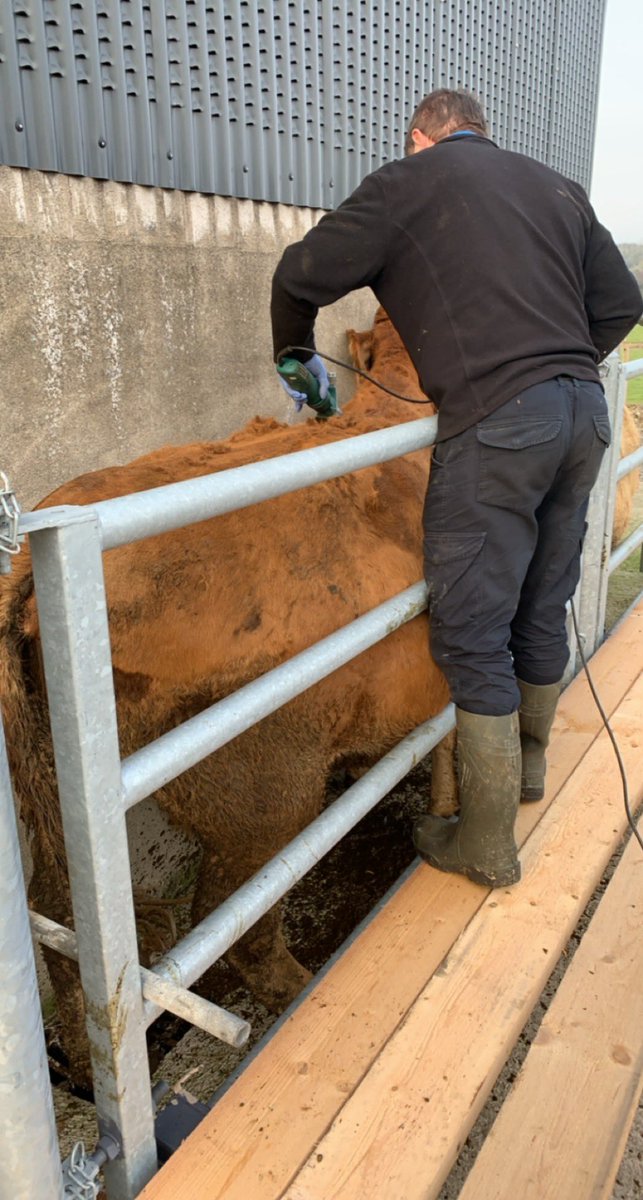 mc_markconnolly's tweet photo. All the cattle getting a sick fade and lice dose today. Giving Noel a trial run too if he does a good job on the cattle I might let him tackle my own hair. #beef #winter #sucklers #sickfade https://t.co/zK36BPRBtS