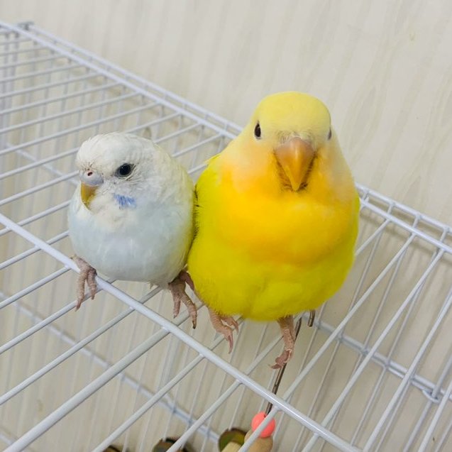 찰싹 붙어있는 저 사이에 손가락 집어 넣어보고싶다