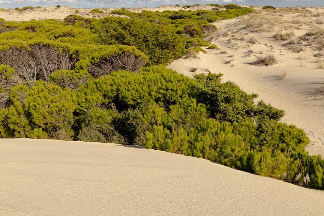 GHoteldelCoto's tweet photo. ¿Has oído hablar del Parque Dunar de Doñana? 🌄
Se trata de un conjunto de formaciones dunares que se extiende por nuestro litoral y se fusiona con los pinares de una forma preciosa. 🌳
#Doñana #ParqueDunar
https://t.co/zK1Dp3pQFm
📸 blankitowhite en Instagram. https://t.co/j8h9jIK4nI