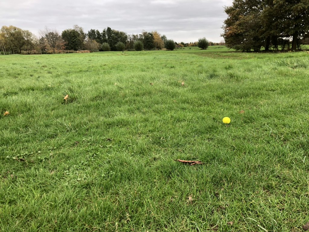 yohei_desu's tweet photo. #ドイツ
#ゴルフ
#ドイツでゴルフ
#ラフ深
初めてのドイツゴルフ⛳️
ドイツは基本歩きのようです。(日本はカートが当たり前だったけど💦)
またクラブ降ろすのも、担ぐのも、手引きカートに乗せるのも全部自分。
ティーショット方向はまぁまぁでOBではないと思い落下地点に行くと、ラフが深く紛失、、 https://t.co/viQRj9yxAw
