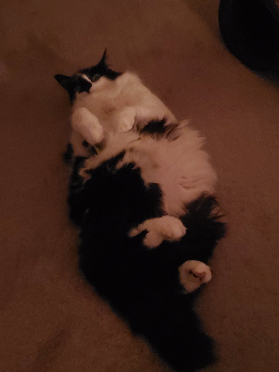 thisisDessie04's tweet photo. @NicoleArbour My Freddie girl being silly 💕 https://t.co/Cd3PuxBsND