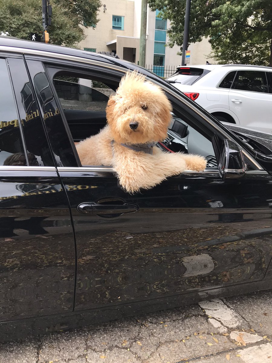 This pupper is not a voter but wants in on the  #JoeBiden action  #Atlanta