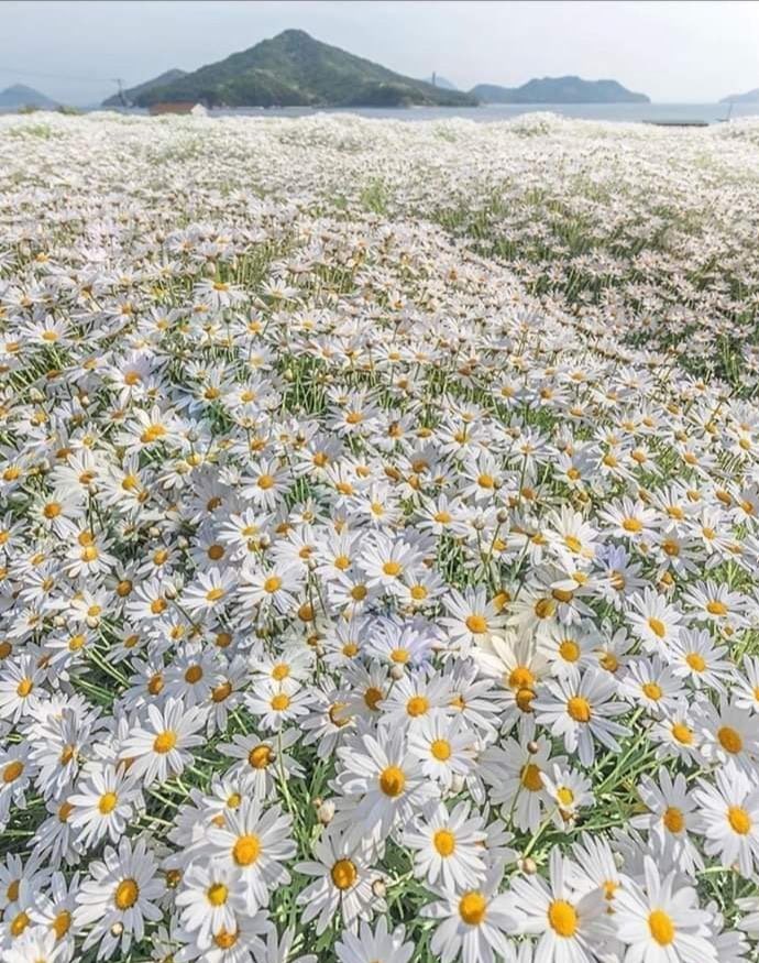 G r e e n 🌱 tweet media