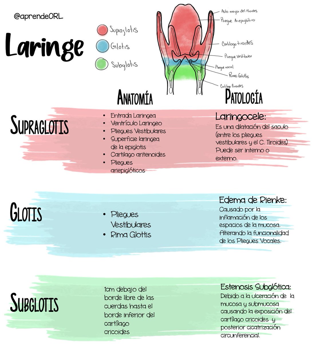 aprendeORL's tweet photo. #hablemosdeORL

Divisiones de la Laringe y patologías más representativas:

#laringe #laringologia #larynx #otorrino #orl #anatomia #medicina https://t.co/vyN2YxKP4Z